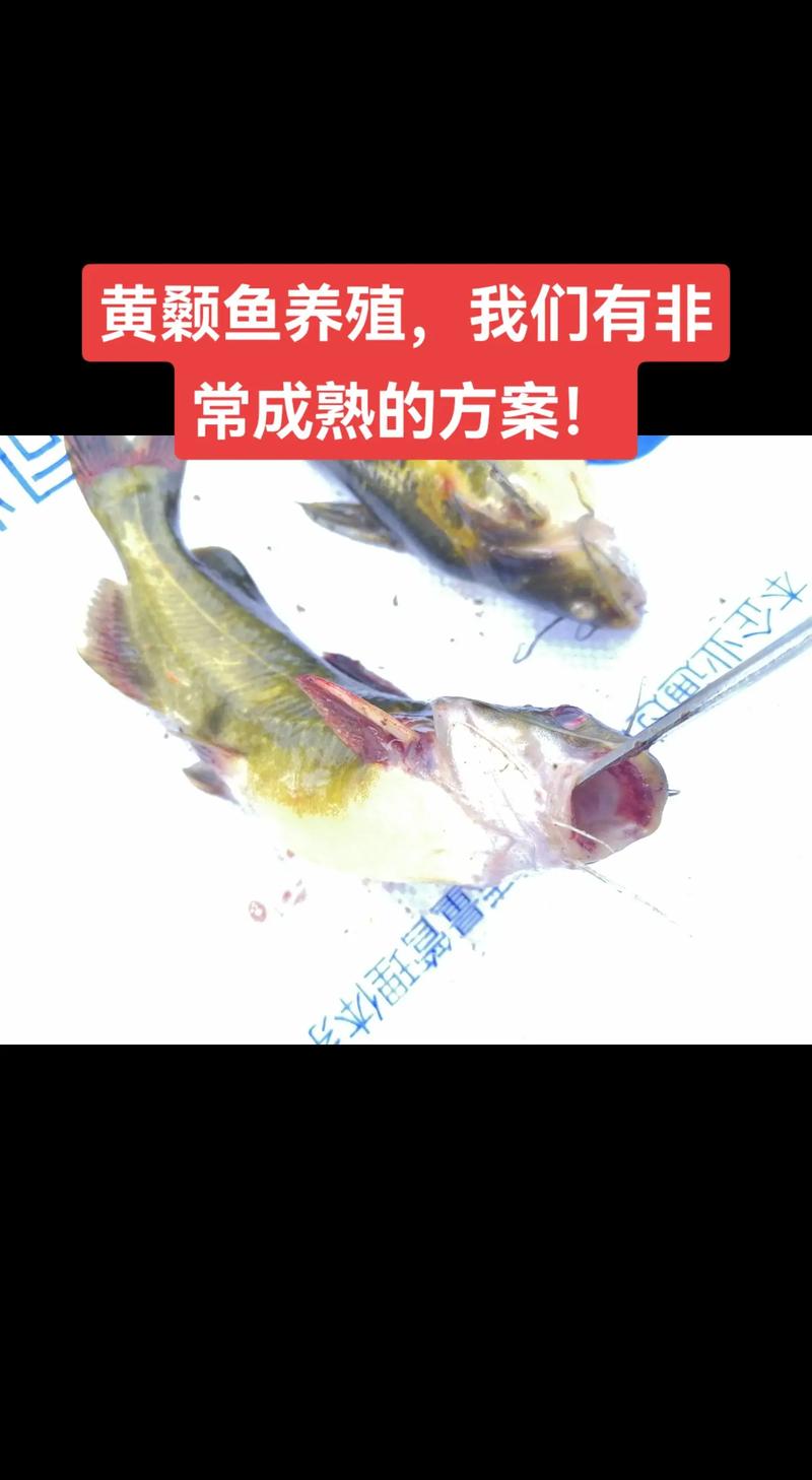 黄颡鱼最新养殖技术有哪些关键点？-图2