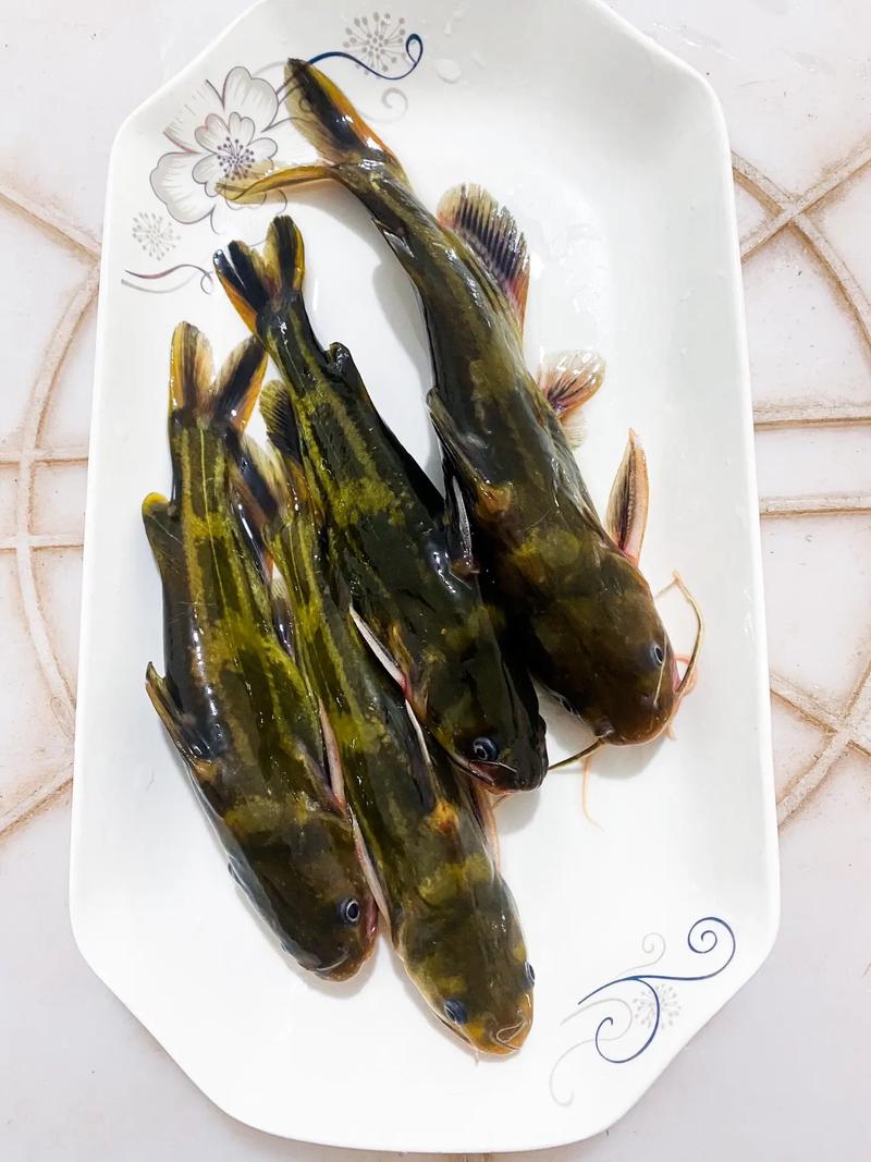 黄颡鱼最新养殖技术有哪些关键点？-图3