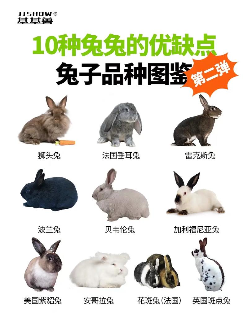 大型肉兔有哪些品种？附图片详解-图2