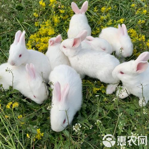 大型肉兔有哪些品种？附图片详解-图3