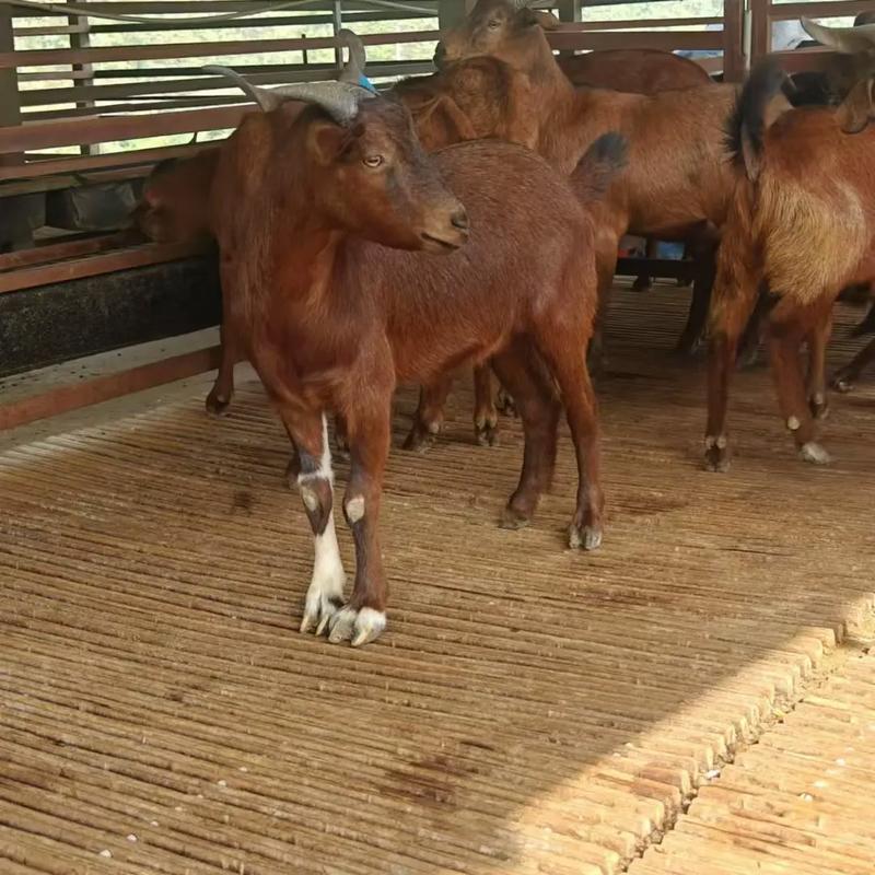 羊养殖选什么品种最合适？-图2