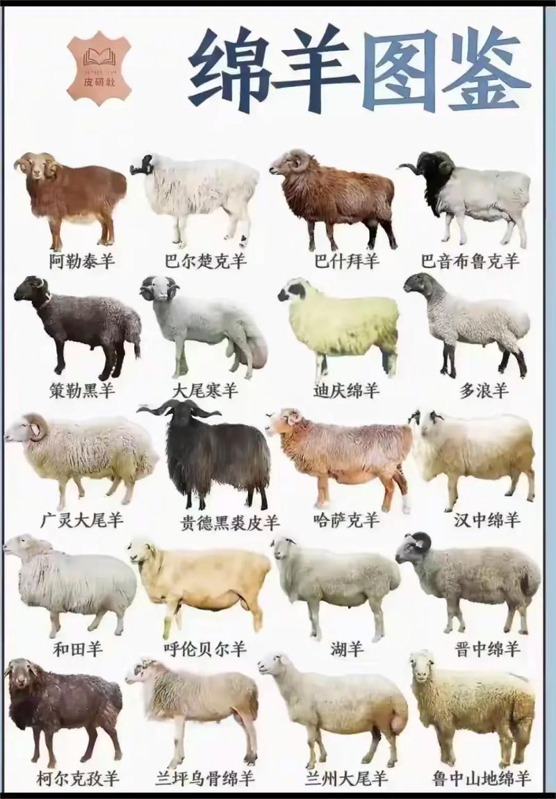 羊养殖选什么品种最合适？-图1