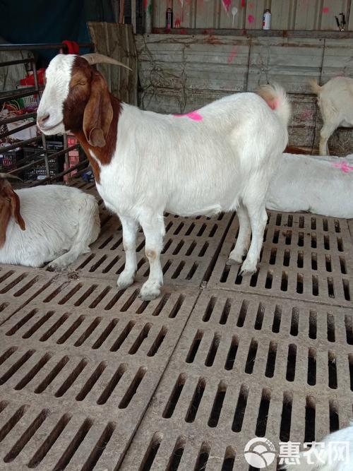 羊养殖选什么品种最合适？-图3
