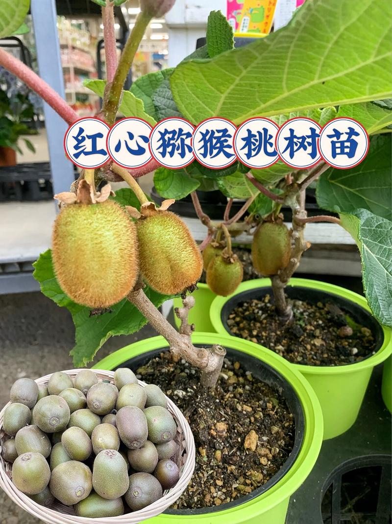 红猕猴桃种植技术视频有哪些关键点？-图3