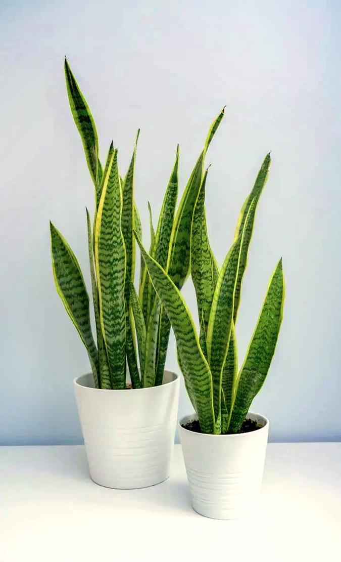 虎尾兰哪个品种最好？-图2