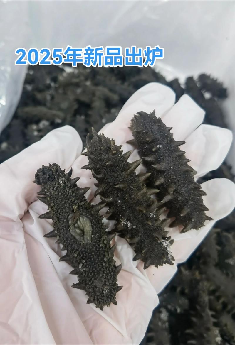 2025福建海参价格会涨还是跌？-图3