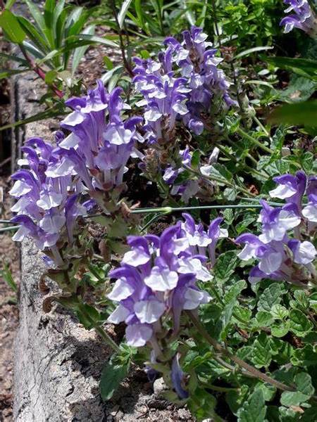 黄芩2025价格会涨还是跌？-图3