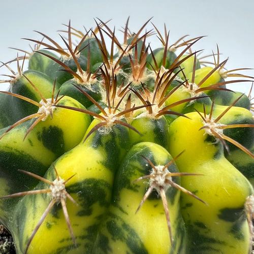 什么品种仙人球最养眼好看？-图1