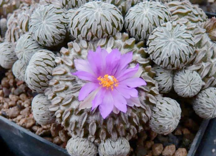 什么品种仙人球最养眼好看？-图2