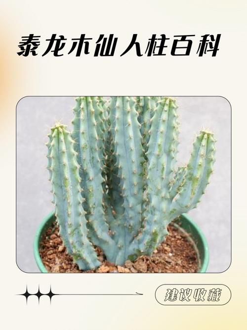 仙人掌品种有哪些？-图2