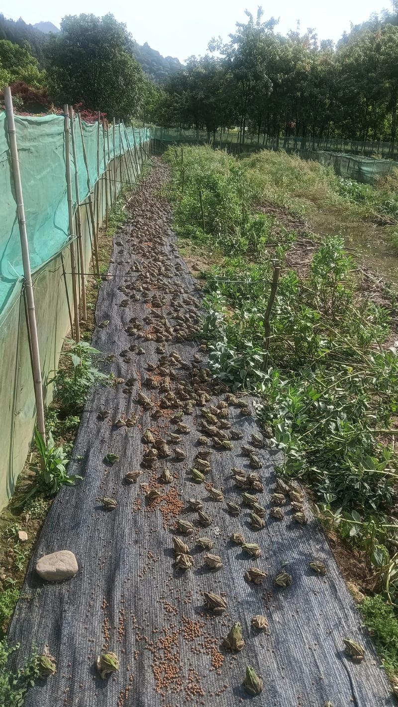 蛙养殖技术视频有哪些关键要点？-图1