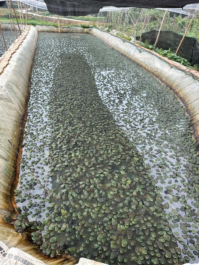 蛙养殖技术视频有哪些关键要点？-图2