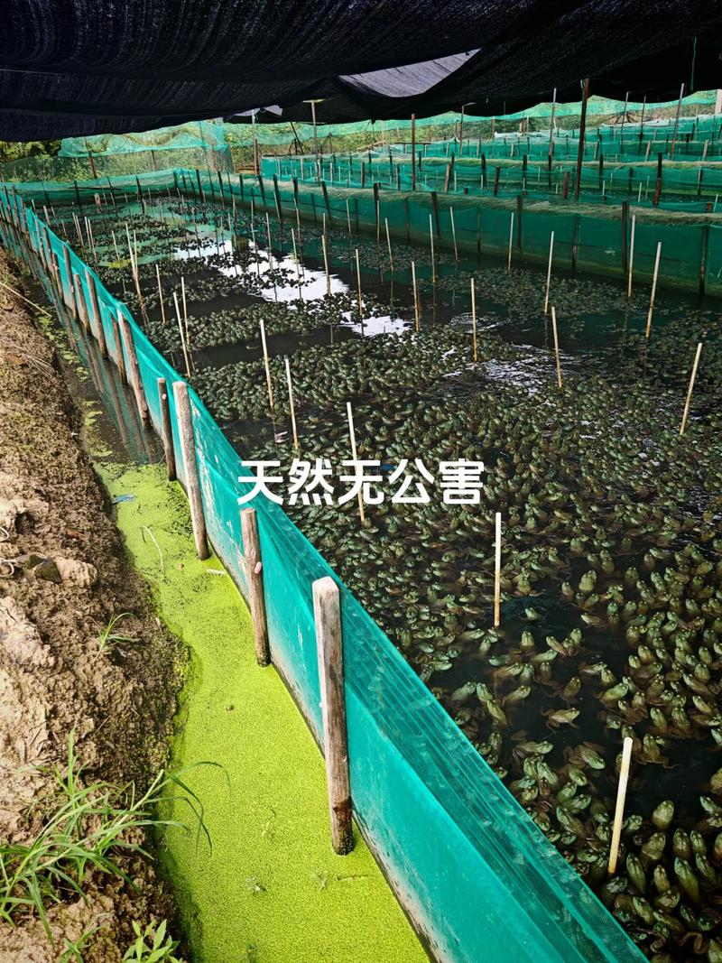 蛙养殖技术视频有哪些关键要点？-图3