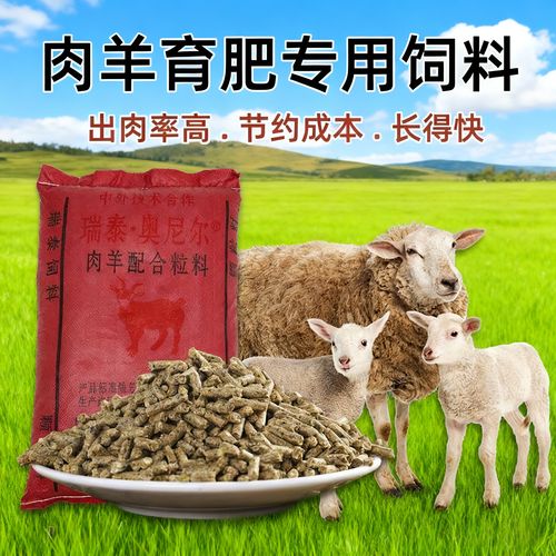 育肥羊选什么品种好？-图2