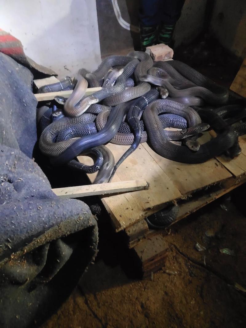 大王蛇种蛇如何科学喂养？-图2