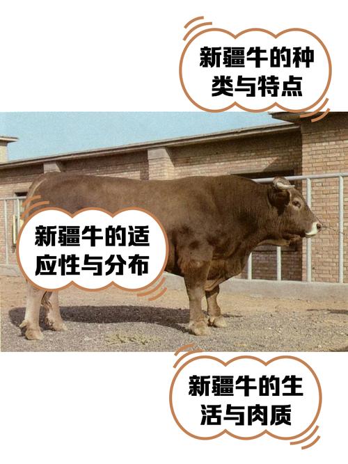 新疆哪种牛品种最优？-图2