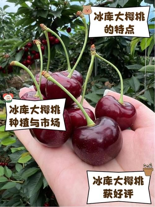 樱桃品种那么多，到底哪个最好吃？-图1