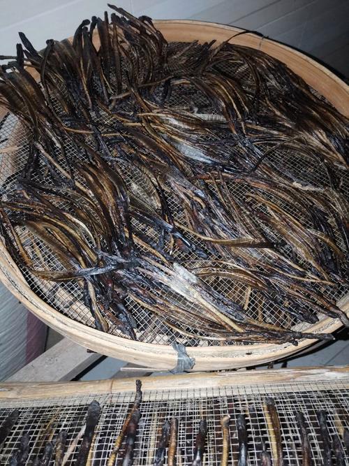 2025钦州蚯蚓价格-图1