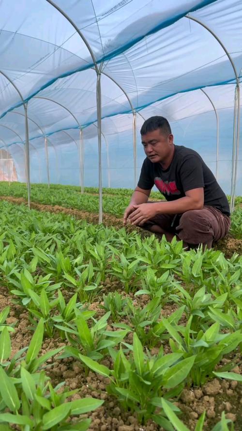 空心菜反季节种植咋实现？技术要点有哪些？-图2