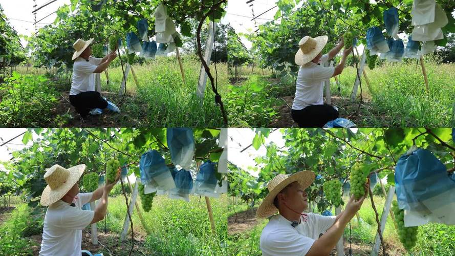 葡萄栽培技术管理视频，有哪些实用技巧？-图3