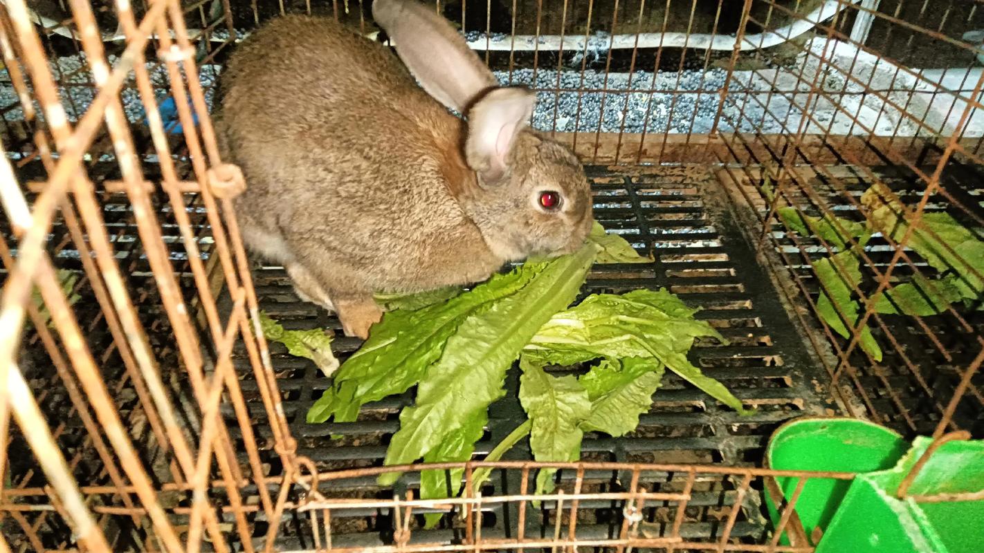 朱艳草原野兔养殖技术有哪些关键要点？-图1