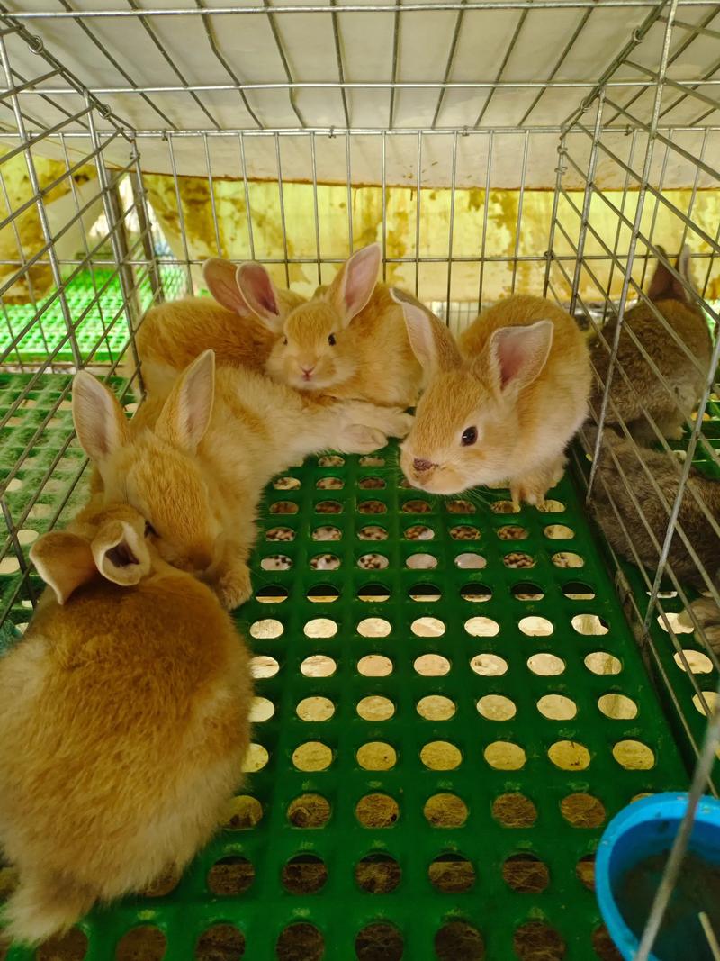 朱艳草原野兔养殖技术有哪些关键要点？-图2