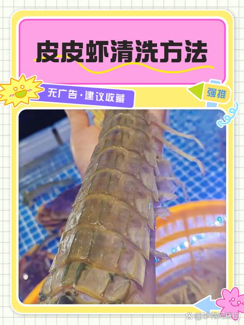 皮皮虾人工养殖技术要点有哪些？-图2