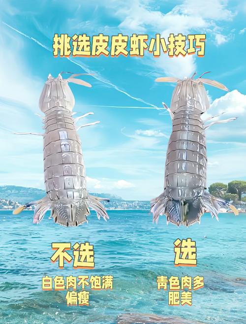 皮皮虾人工养殖技术要点有哪些？-图3