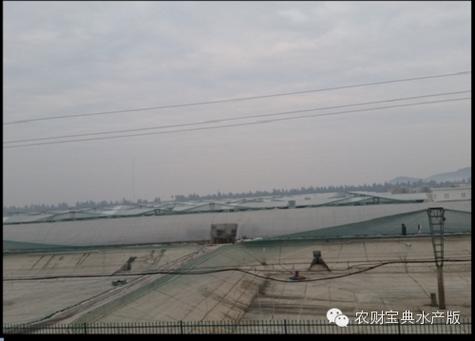 淡水虾工厂化养殖技术有哪些关键点？-图1