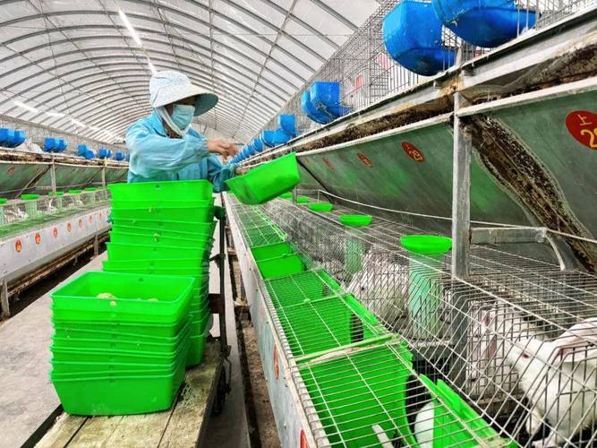农广天地养兔视频有哪些关键技术？-图3