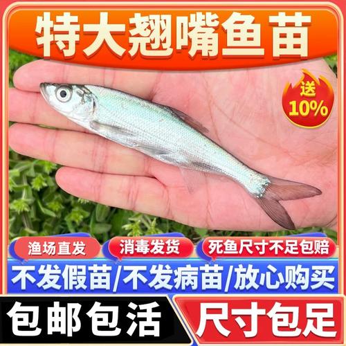 翘嘴红鲌养殖技术有哪些要点？-图1