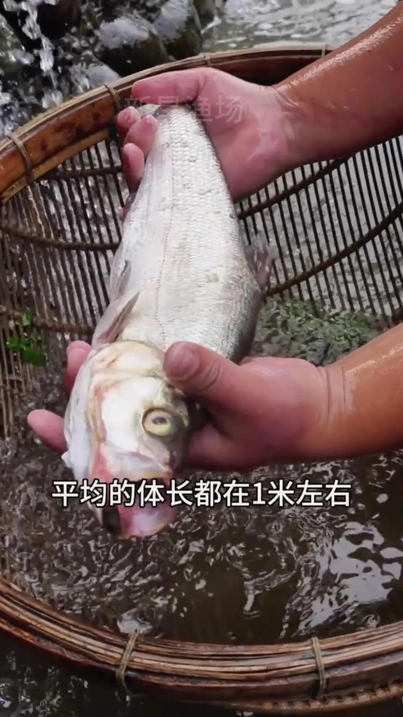 翘嘴红鲌养殖技术有哪些要点？-图2