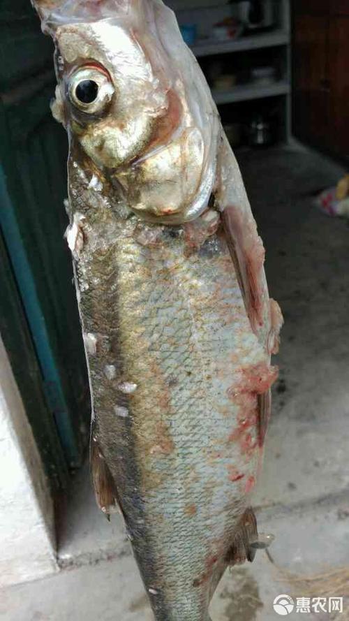 翘嘴红鲌养殖技术有哪些要点？-图3