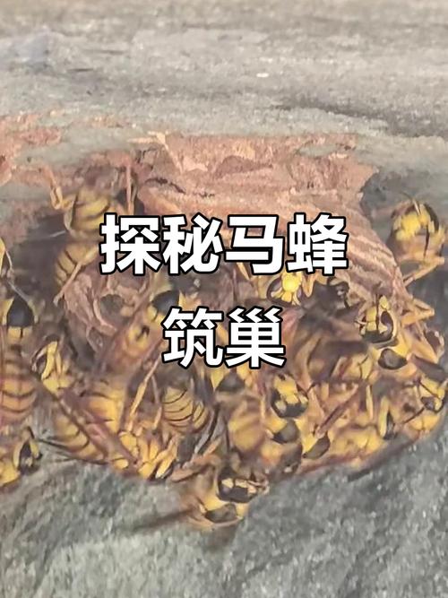 科技苑马蜂养殖技术视频怎么学？-图2