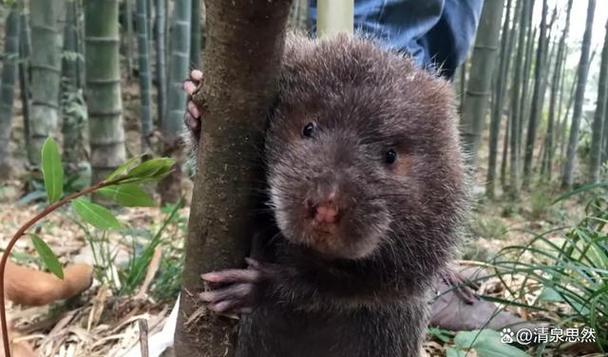 竹鼠养殖技术有哪些关键要点？-图3