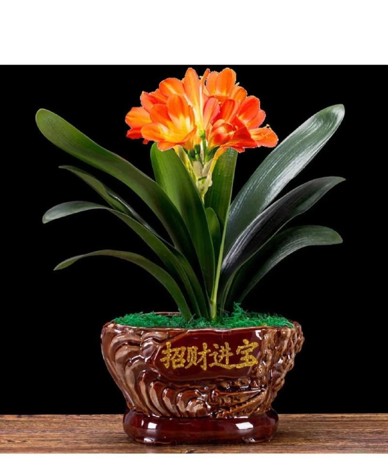 最好的君子兰品种有哪些？-图1