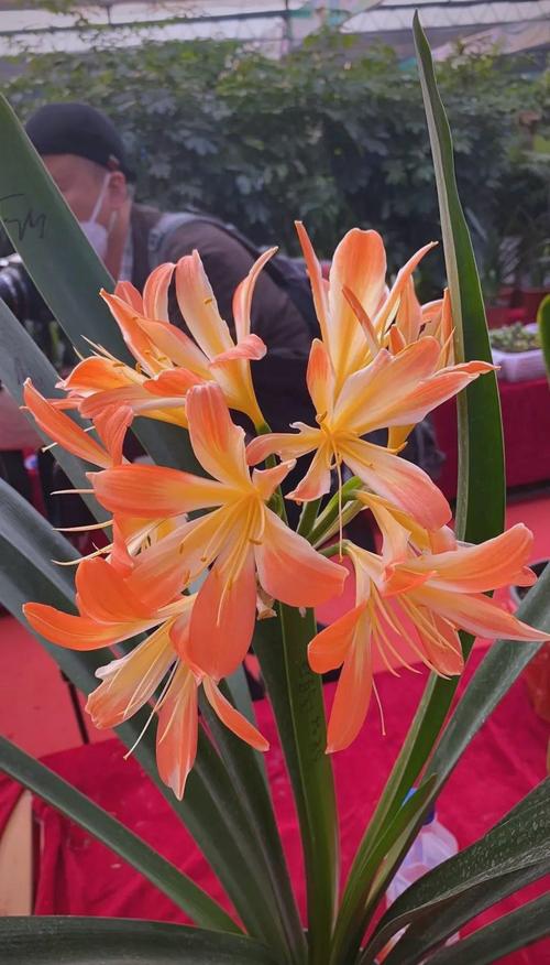 最好的君子兰品种有哪些？-图2