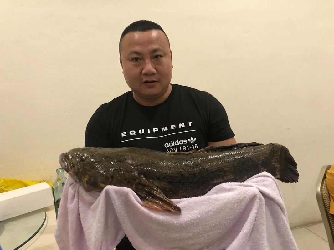 笋壳鱼养殖技术怎么致富？-图2