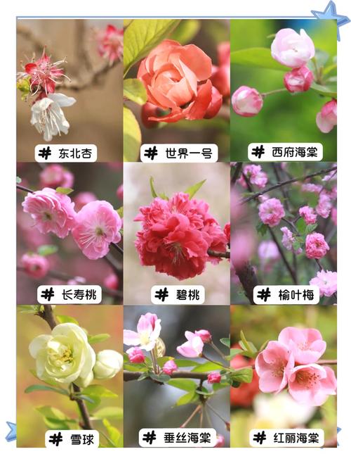 海棠树品种有哪些？-图1