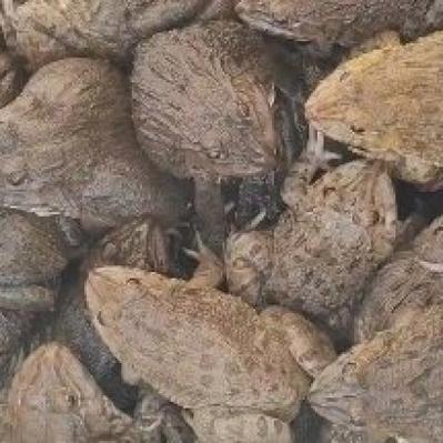 2025年杭州青蛙价格会涨还是跌？-图3