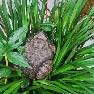 2025年杭州青蛙价格会涨还是跌？-图2