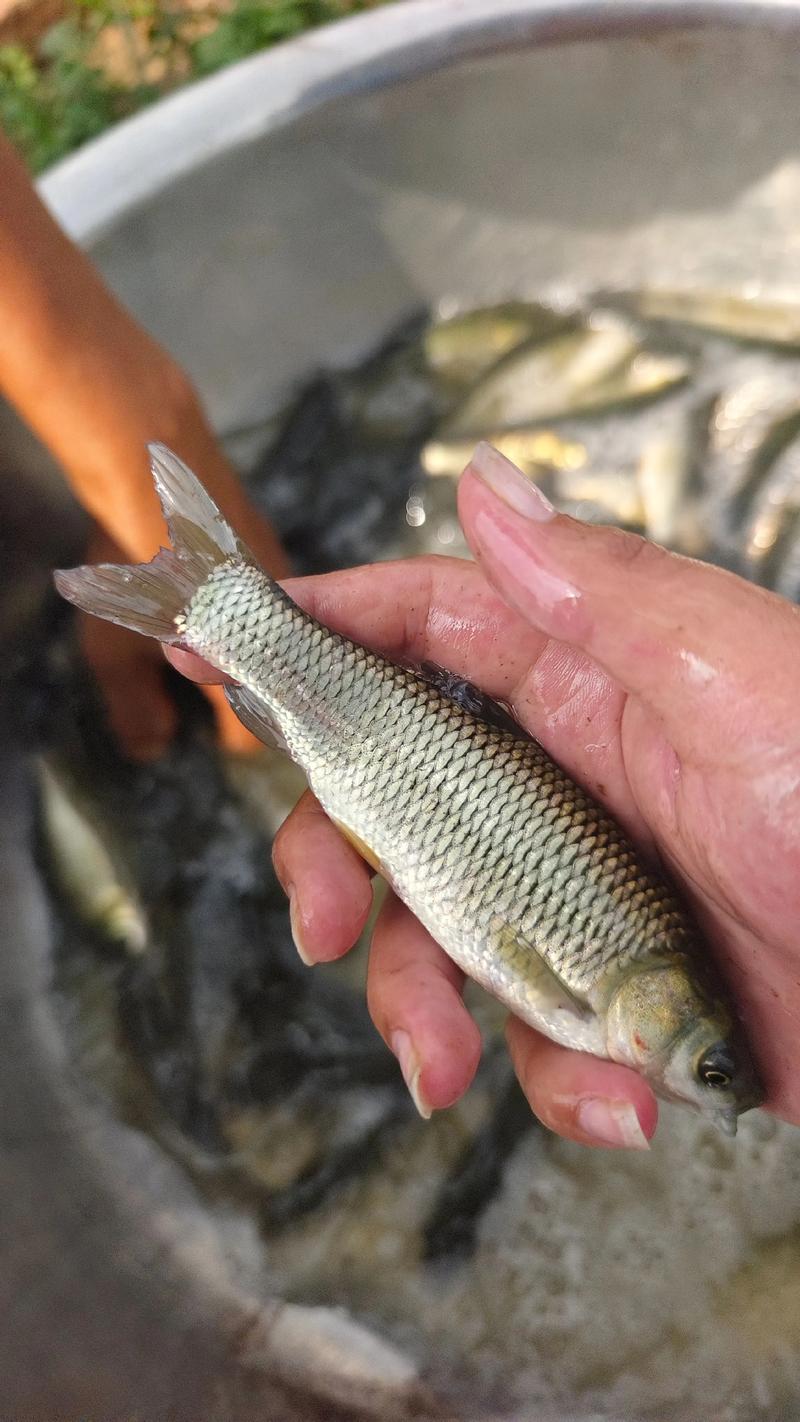 辽宁2025草鱼价格-图1