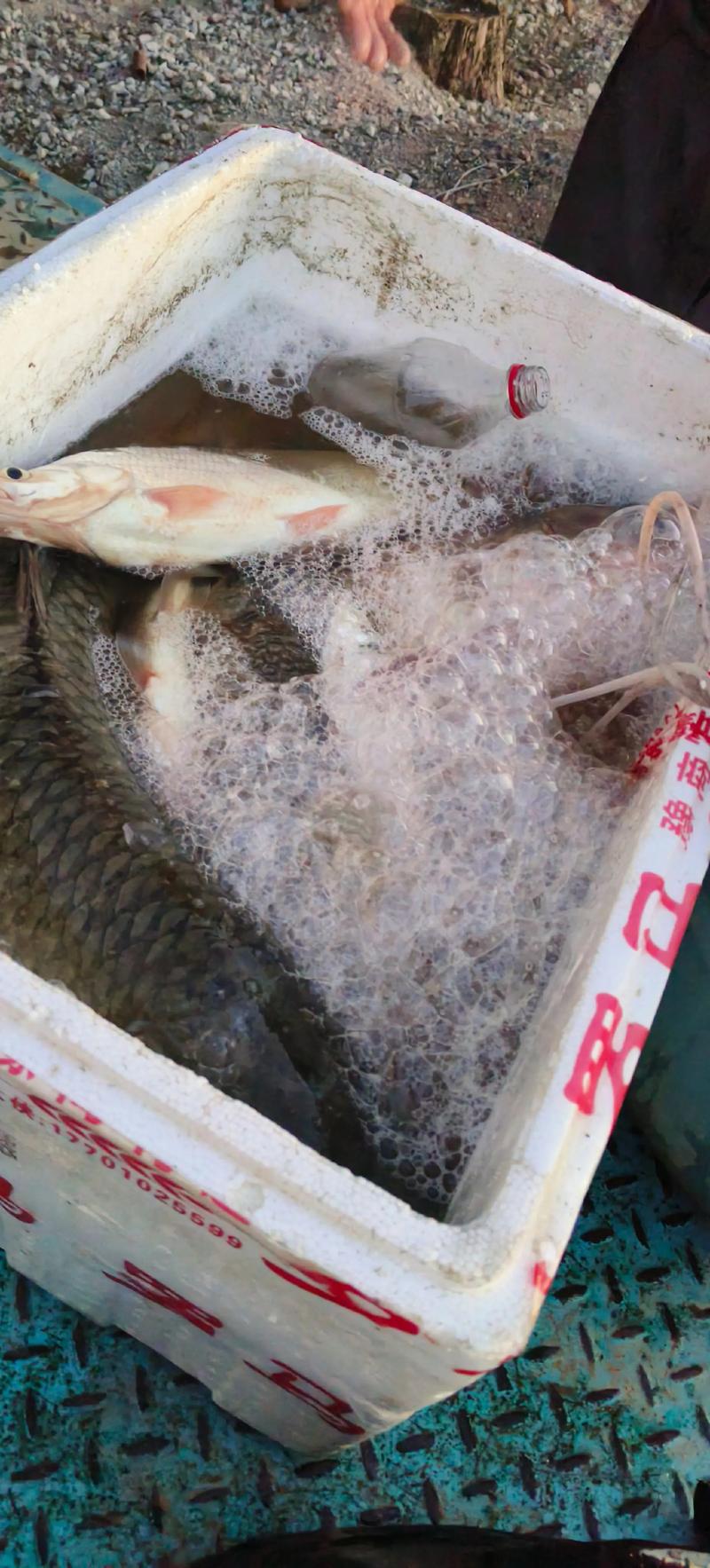 辽宁2025草鱼价格-图3