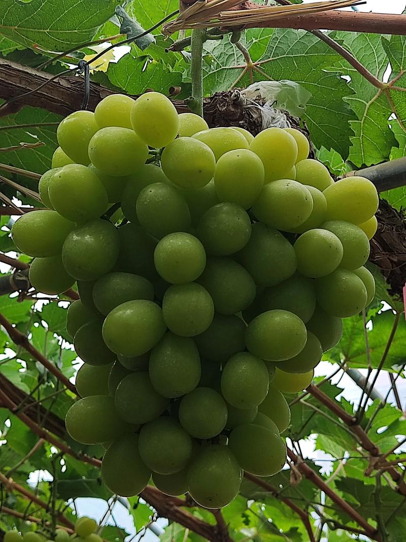 北方适合种哪些葡萄品种？-图2