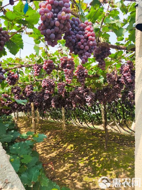 北方适合种哪些葡萄品种？-图3