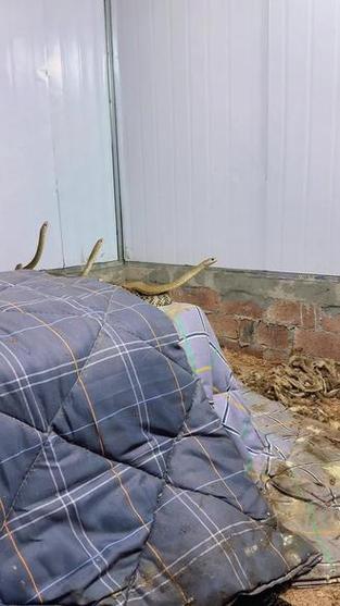 水律蛇养殖技术视频，关键步骤有哪些？-图2