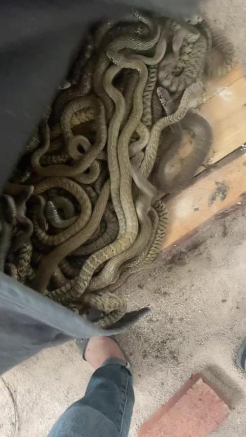 水律蛇养殖技术视频，关键步骤有哪些？-图1