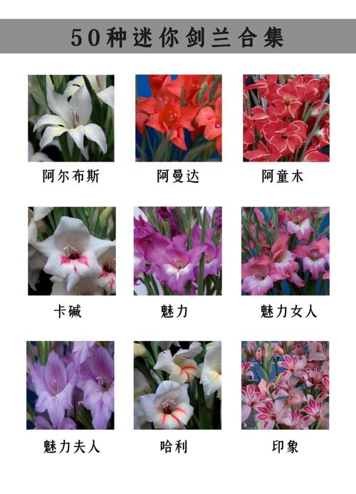 兰花品种价格图片大全，哪种最贵？-图1