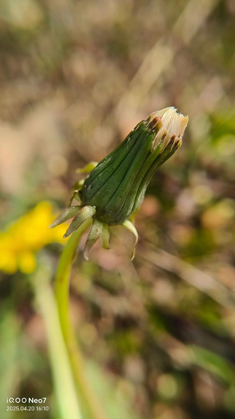 蒲公英2025年价格会涨还是跌？-图1
