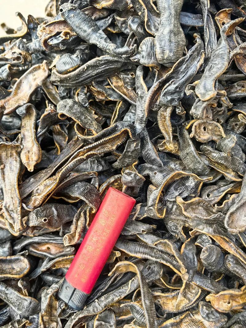 2025水蛭最新价格多少钱一斤？-图1